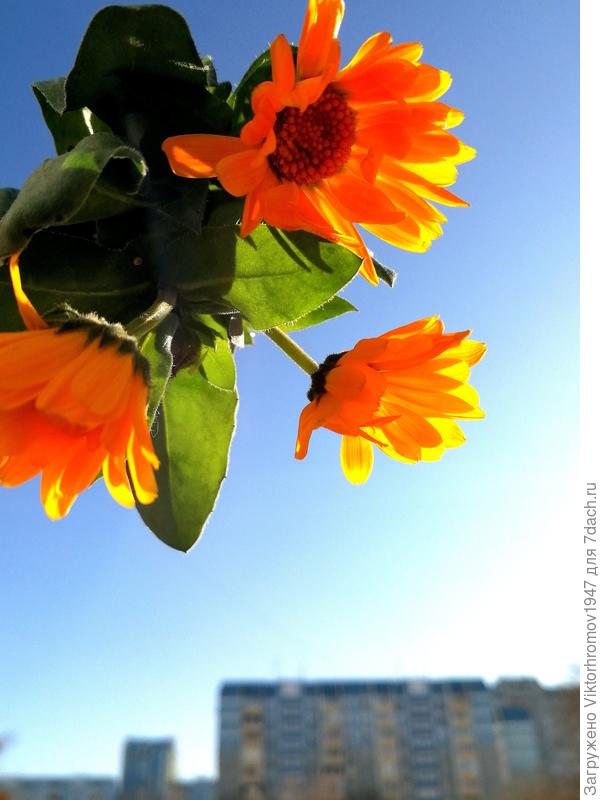 До свидания...Лето!