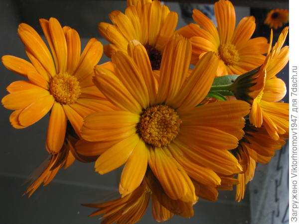 Весёлая семейка