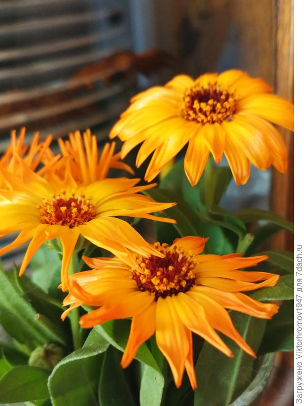 Душевное тепло Календулы...