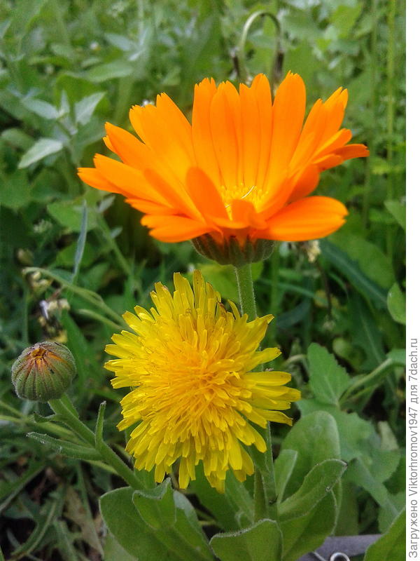 Не зря растут рядом!...