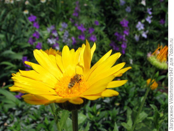 ПРИВЕТливая  Календула