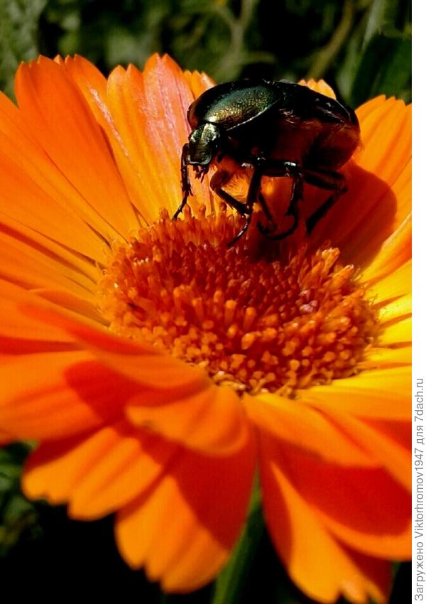 Во всей красе!