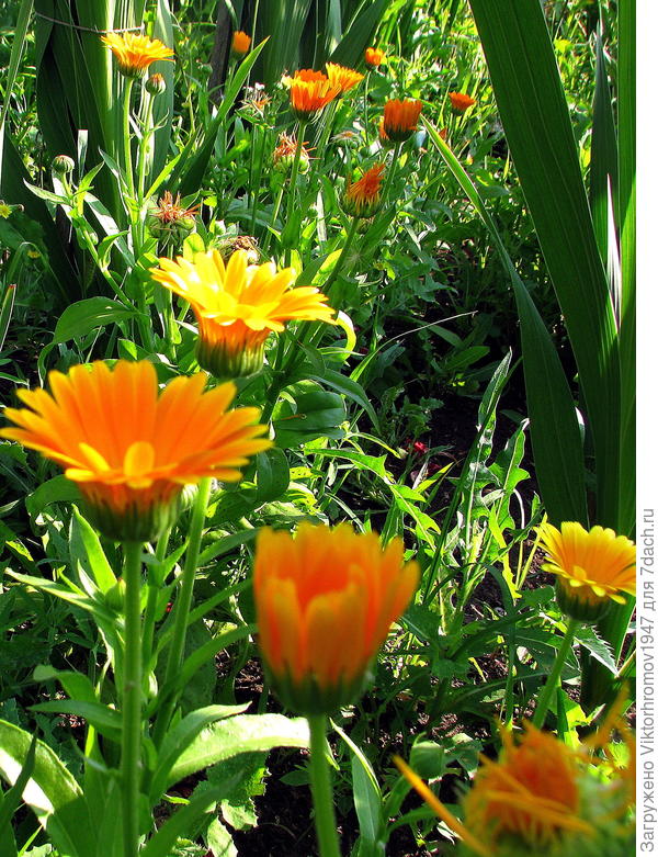 Рядышком с гладиолусом