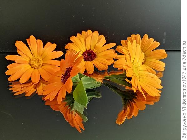 Великолепная пятёрка