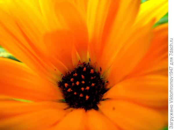 Свои &amp;quot;Календулки&amp;quot;