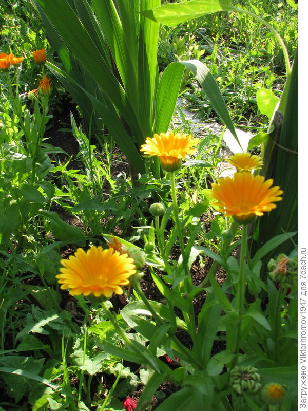 Скромные подружки