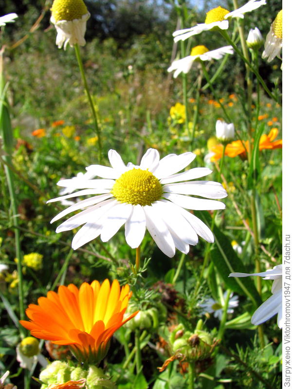 Модель и подруга...