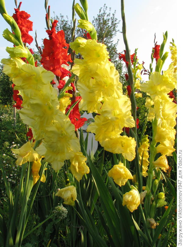 Желаю Счастья! Здоровья! Удачи!