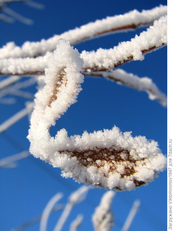 На фоне неба голубого