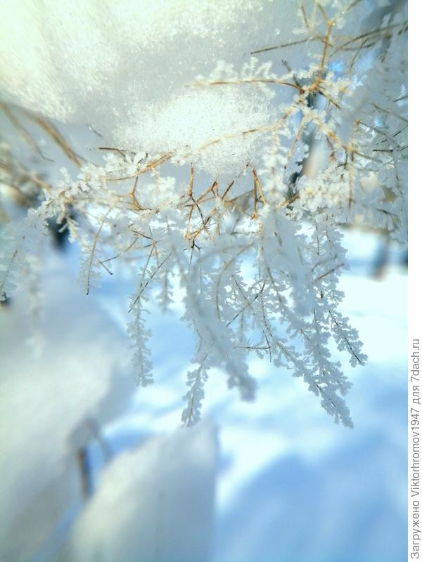 Веточка Скумпии...