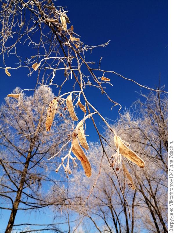&quot;Липовый цвет&quot;