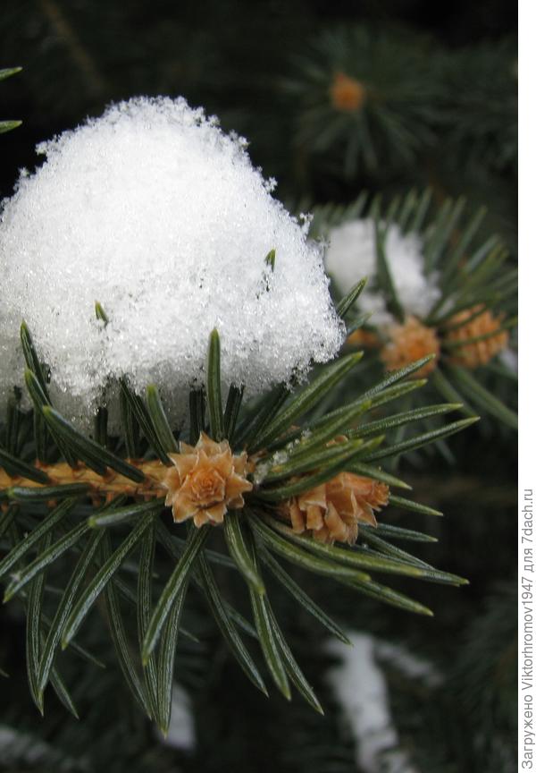 розочки цветут