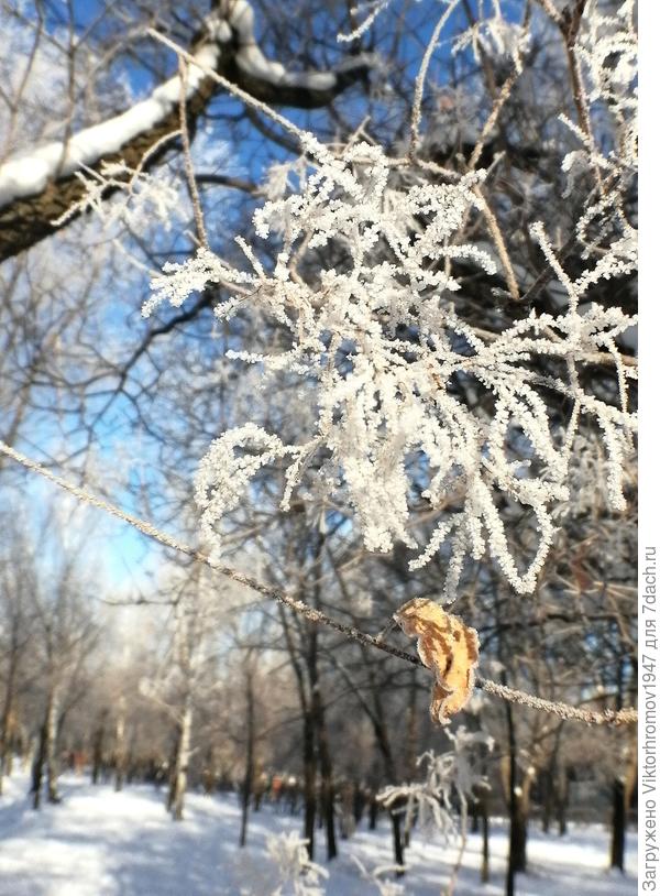 Ветка Скумпии