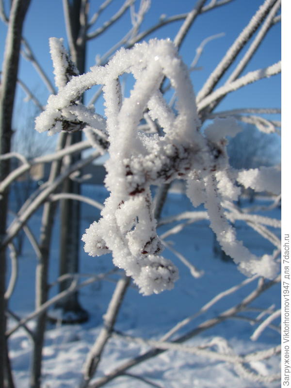 Светило Солнышко