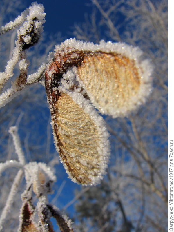 Такой был иней и лёгкий морозец!