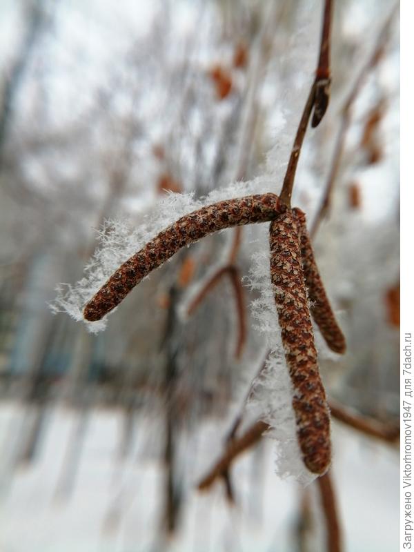 Берёзовый серёжки