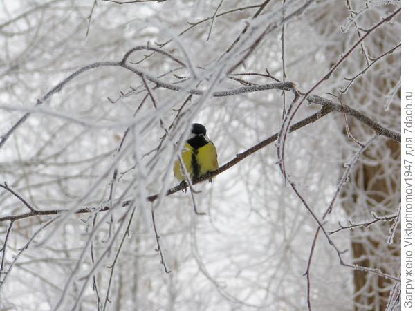А вот и Синичка пожаловала...