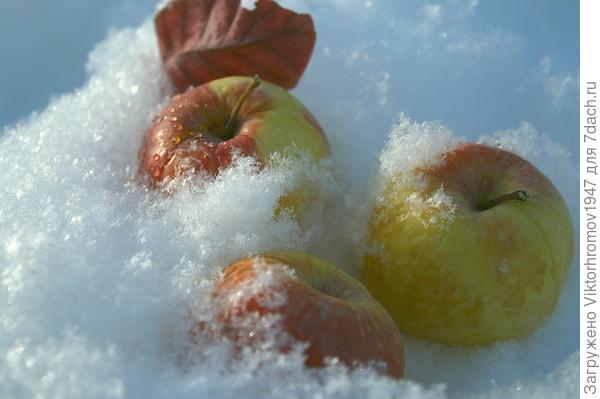 Зимние яблочки.