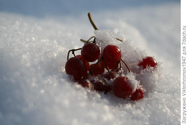 Калина красная...