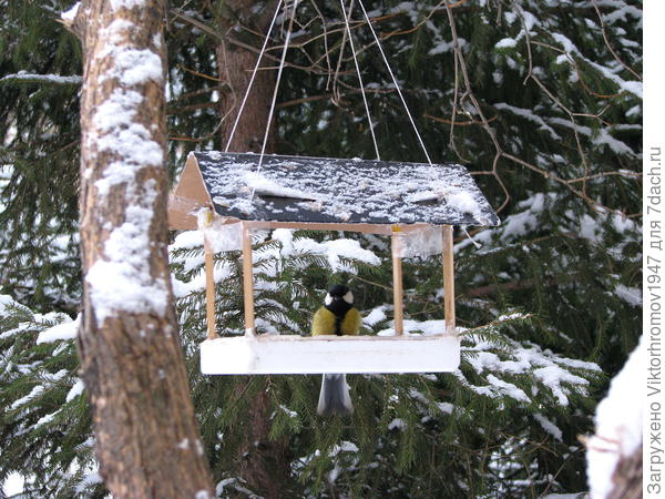 Вот и Синички прилетели!...