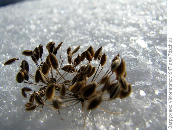 Стратифицируется  (еле выговорил)