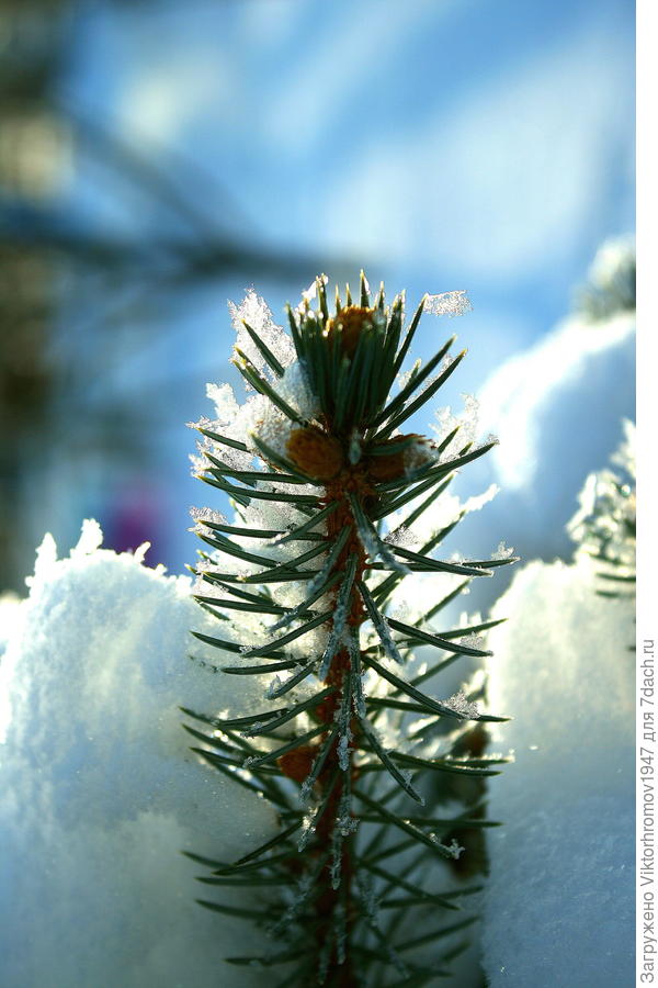 Не хочу быть под снегом!..