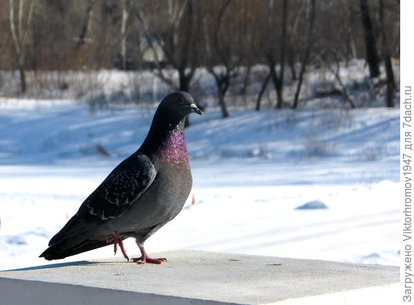 А наши голуби уже "ножки греют"