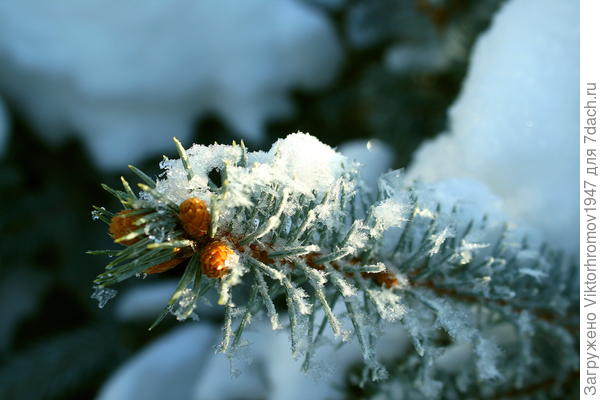 Припорошило...