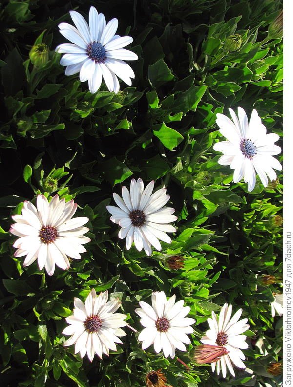 Здоровья, Счастья и Удачи!!!