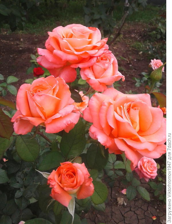 Счастья! Здоровья! Удачи!