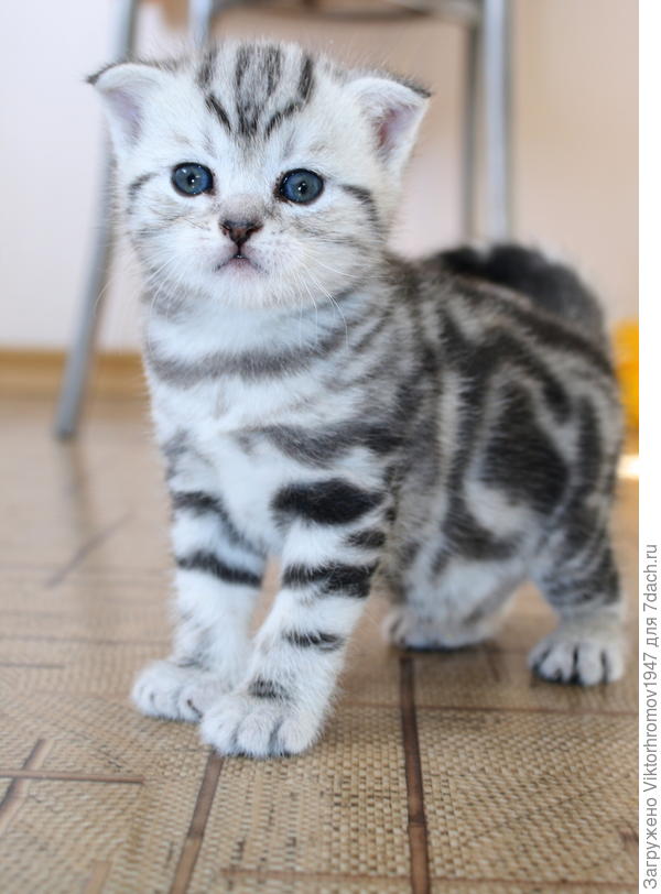 Мальчик и две девочки!...