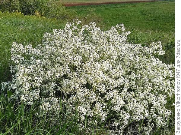 Так красиво и ароматно цветёт в наших Оренбургских степях Перекати поле.