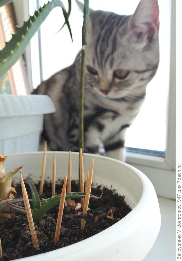 Заборчик поставили...