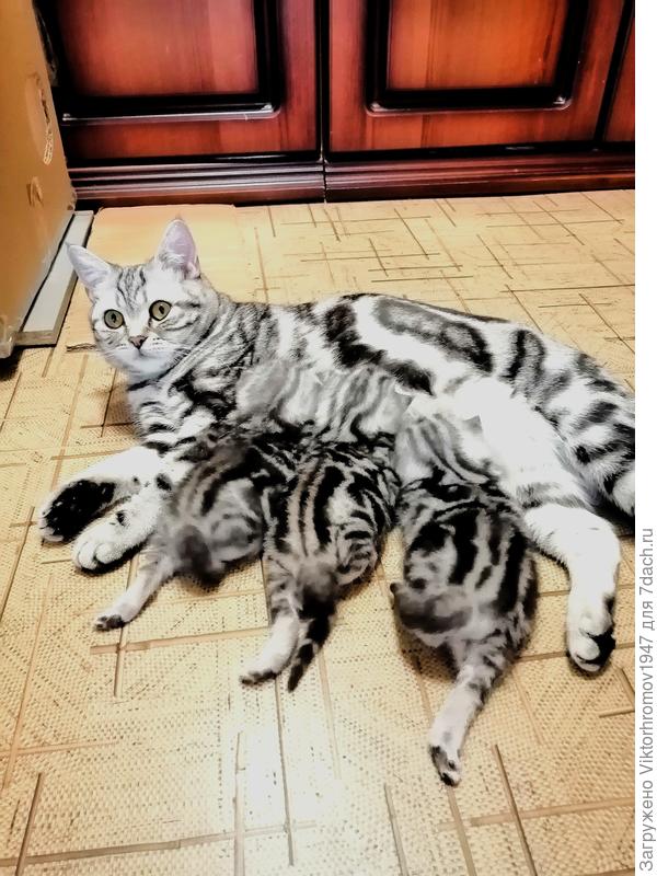 а есть из миски не хотят!...