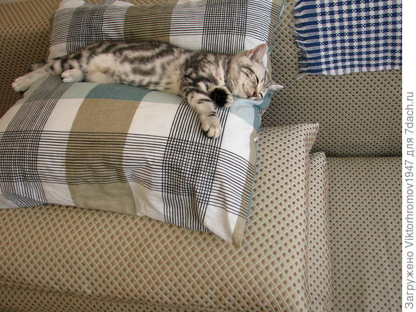 Принцесса на горошине...