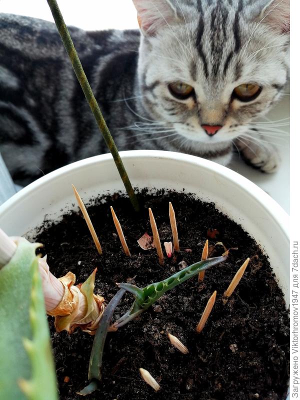 Ладно, подожду, пускай подрастёт...