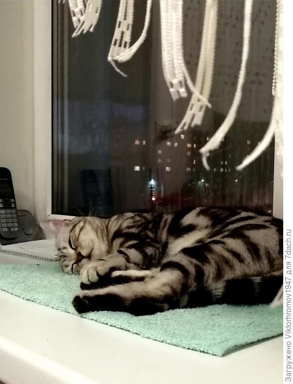 Живой барометр... Любит спать в дождливую погоду.