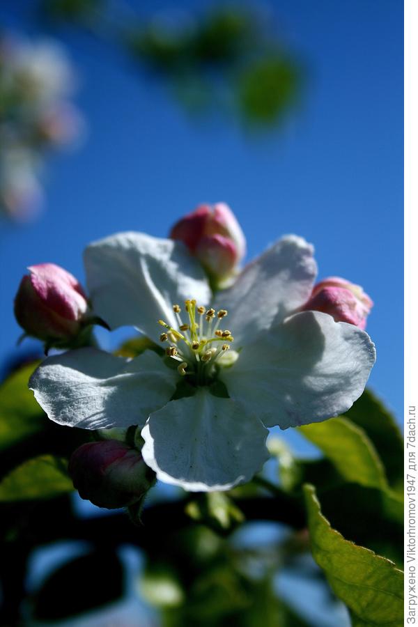 Счастья Всем и удачи! Фото (пока) прошлогоднее...