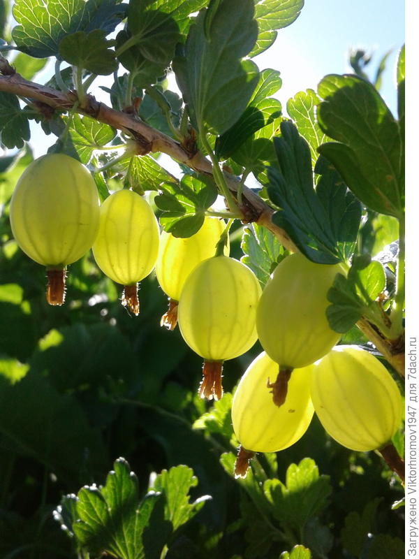 Хороших Вам урожаев! Благоприятной погоды!