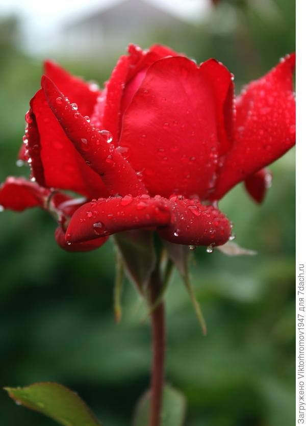 Улыбок! Успехов! Хорошей погоды!