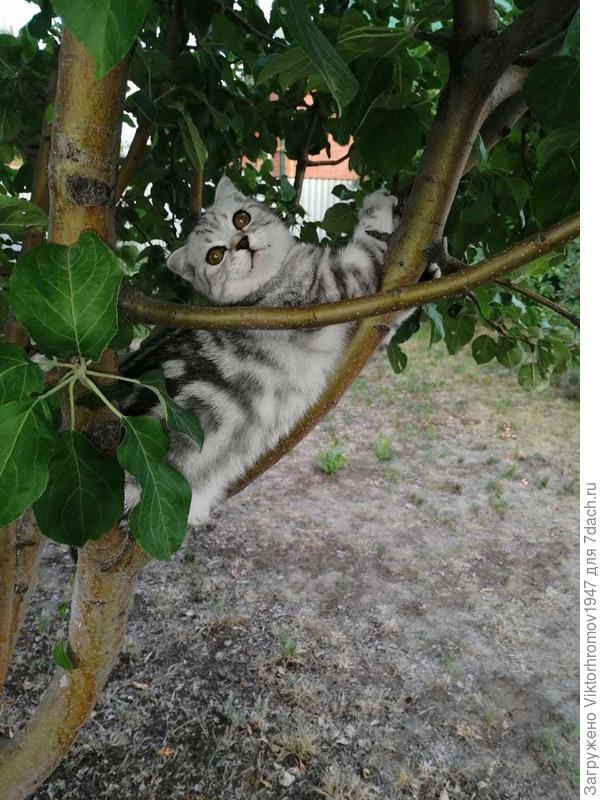 Почти "гамак"