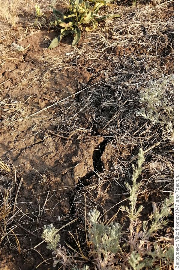 А здесь земля лопается...