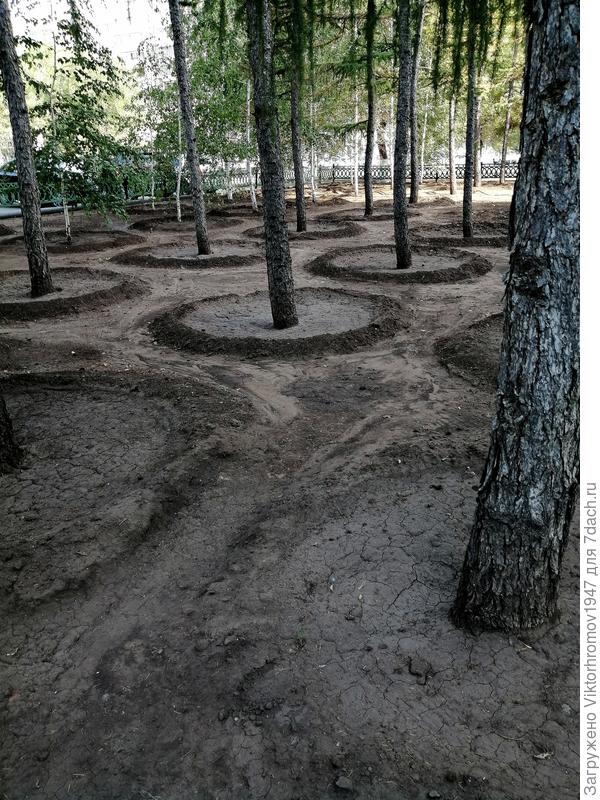 И вот уж... Здесь под деревьями был газон.