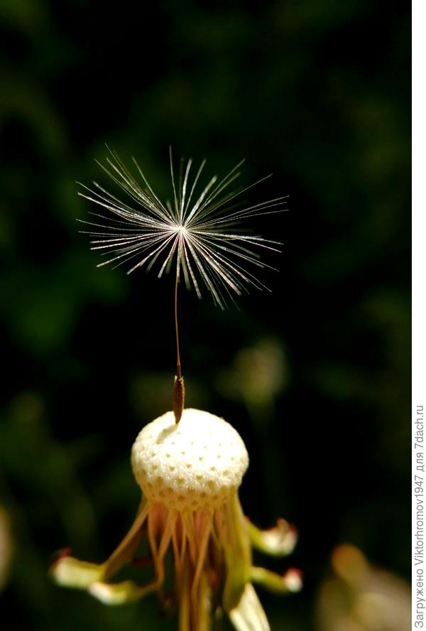 Я остаюсь с вами!...