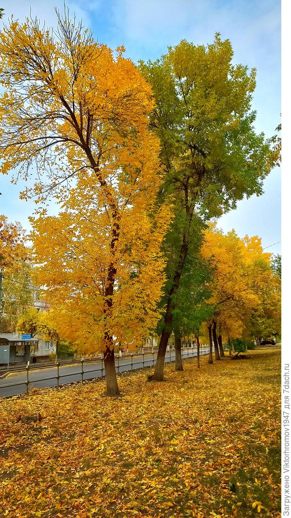 Осенний контраст...