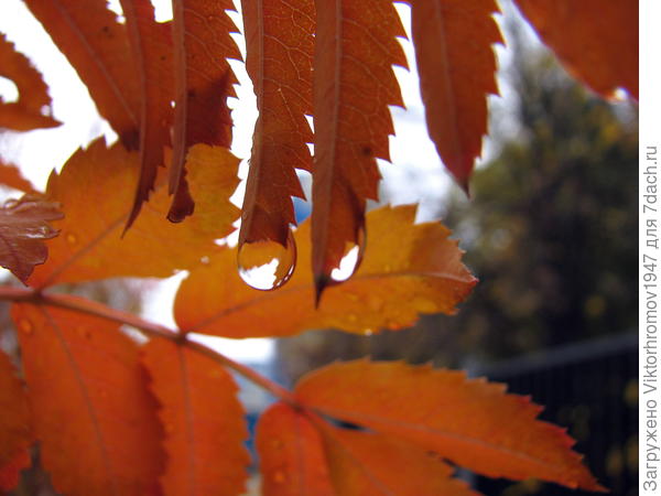 Осенние "слёэки..."