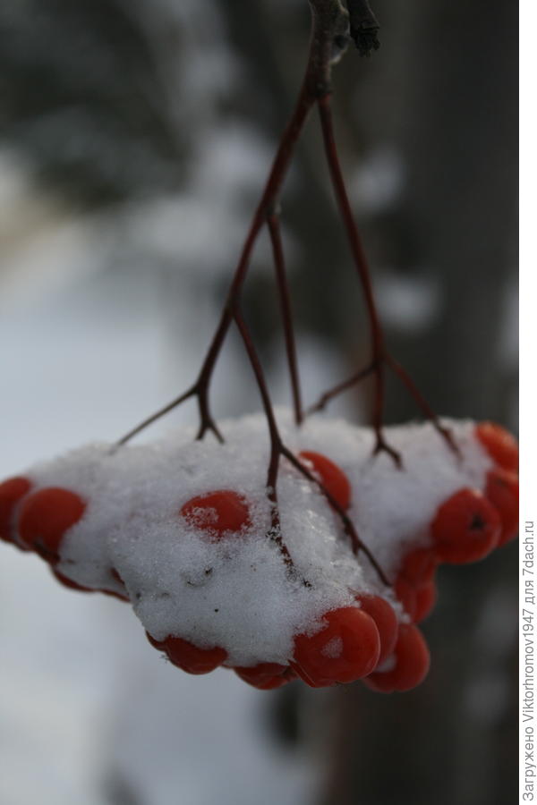 Приносит счастье!