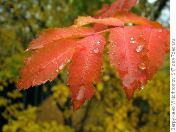 осеннего дождя...