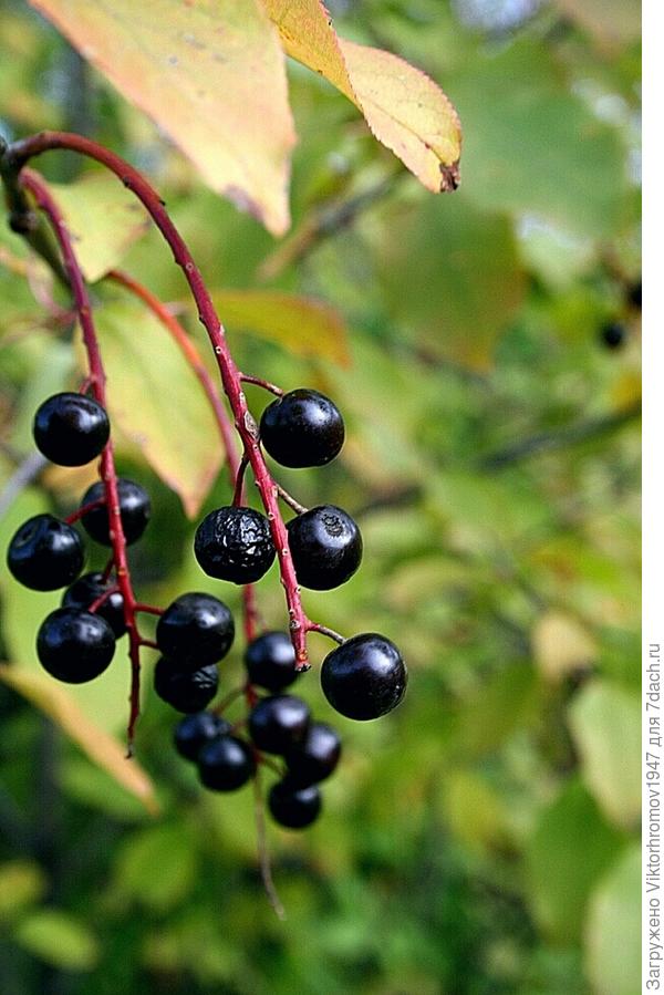 Виргинская черёмуха