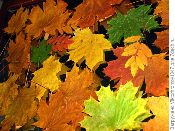 Осенний хоровод